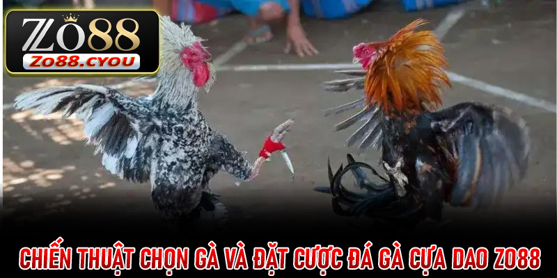 Chiến thuật chọn gà và đặt cược Đá Gà Cựa Dao ZO88