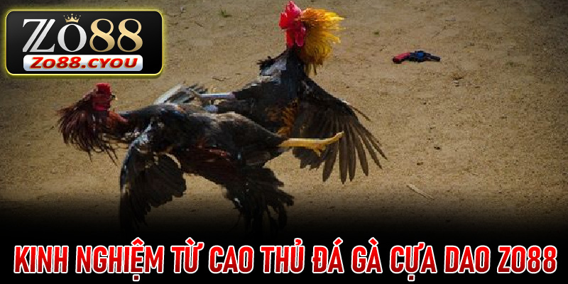 Kinh nghiệm từ cao thủ Đá Gà Cựa Dao ZO88